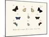 Butterflies, 1783-1806-null-Mounted Giclee Print