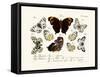 Butterflies, 1783-1806-null-Framed Stretched Canvas