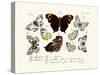 Butterflies, 1783-1806-null-Stretched Canvas