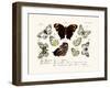 Butterflies, 1783-1806-null-Framed Giclee Print