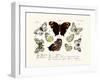 Butterflies, 1783-1806-null-Framed Giclee Print