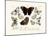 Butterflies, 1783-1806-null-Mounted Giclee Print