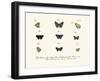 Butterflies, 1783-1806-null-Framed Giclee Print