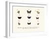 Butterflies, 1783-1806-null-Framed Giclee Print