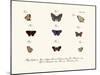 Butterflies, 1783-1806-null-Mounted Giclee Print