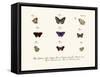 Butterflies, 1783-1806-null-Framed Stretched Canvas