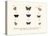 Butterflies, 1783-1806-null-Stretched Canvas