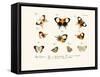 Butterflies, 1783-1806-null-Framed Stretched Canvas