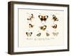 Butterflies, 1783-1806-null-Framed Giclee Print