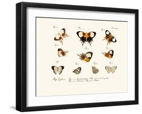 Butterflies, 1783-1806-null-Framed Giclee Print