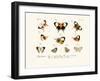 Butterflies, 1783-1806-null-Framed Giclee Print