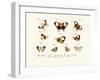 Butterflies, 1783-1806-null-Framed Giclee Print