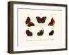 Butterflies, 1783-1806-null-Framed Giclee Print