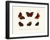 Butterflies, 1783-1806-null-Framed Giclee Print