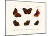 Butterflies, 1783-1806-null-Mounted Giclee Print