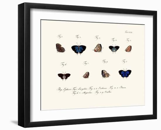 Butterflies, 1783-1806-null-Framed Giclee Print