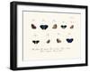 Butterflies, 1783-1806-null-Framed Giclee Print