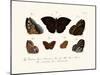 Butterflies, 1783-1806-null-Mounted Giclee Print