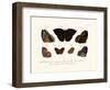 Butterflies, 1783-1806-null-Framed Giclee Print