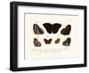 Butterflies, 1783-1806-null-Framed Giclee Print