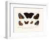 Butterflies, 1783-1806-null-Framed Giclee Print