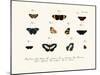 Butterflies, 1783-1806-null-Mounted Giclee Print