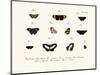 Butterflies, 1783-1806-null-Mounted Giclee Print