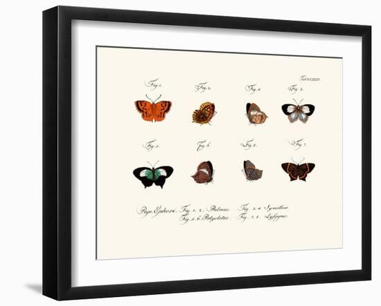 Butterflies, 1783-1806-null-Framed Giclee Print