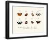 Butterflies, 1783-1806-null-Framed Giclee Print