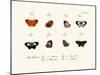 Butterflies, 1783-1806-null-Mounted Giclee Print