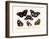 Butterflies, 1783-1806-null-Framed Giclee Print