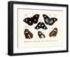 Butterflies, 1783-1806-null-Framed Giclee Print