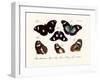 Butterflies, 1783-1806-null-Framed Giclee Print