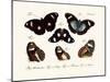 Butterflies, 1783-1806-null-Mounted Giclee Print