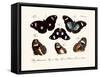 Butterflies, 1783-1806-null-Framed Stretched Canvas