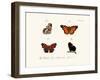 Butterflies, 1783-1806-null-Framed Giclee Print