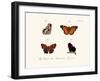 Butterflies, 1783-1806-null-Framed Giclee Print