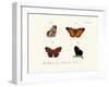 Butterflies, 1783-1806-null-Framed Giclee Print