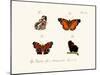 Butterflies, 1783-1806-null-Mounted Giclee Print