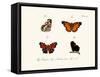 Butterflies, 1783-1806-null-Framed Stretched Canvas