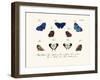 Butterflies, 1783-1806-null-Framed Giclee Print