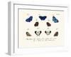 Butterflies, 1783-1806-null-Framed Giclee Print