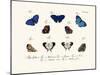 Butterflies, 1783-1806-null-Mounted Giclee Print