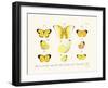 Butterflies, 1783-1806-null-Framed Giclee Print