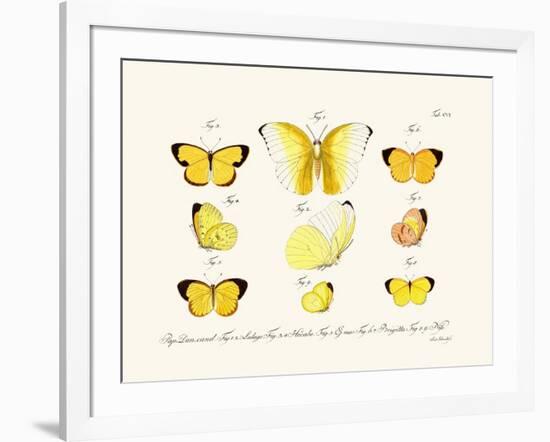 Butterflies, 1783-1806-null-Framed Giclee Print