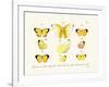 Butterflies, 1783-1806-null-Framed Giclee Print