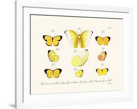 Butterflies, 1783-1806-null-Framed Giclee Print