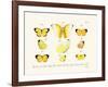 Butterflies, 1783-1806-null-Framed Giclee Print