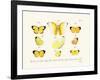 Butterflies, 1783-1806-null-Framed Giclee Print