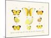 Butterflies, 1783-1806-null-Mounted Giclee Print